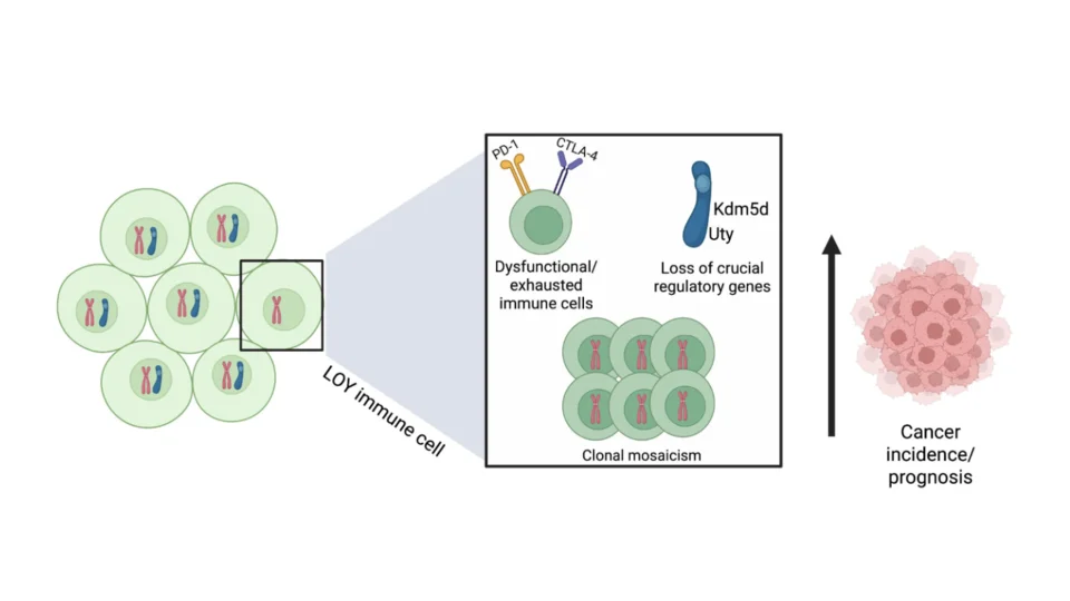 Schematic representation of the importance of Loss of Y (LOY) in anti-cancer immunity. LOY in immune cells has been shown to increase exhaustion, downregulate key regulatory genes, and promote further propagation of LOY.