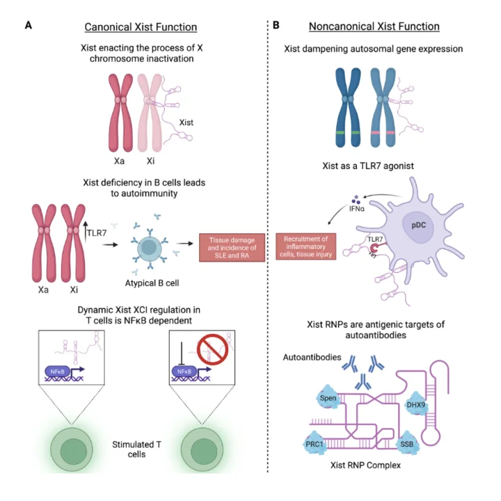 Schematic representation of long non-coding RNA XIST's activities beyond its canonical role of initiating and spreading X chromosome inactivation, acting as both a regulator and target of immune responses.