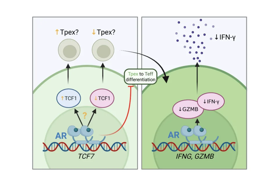 Schematic representation of the direct effects of androgens on CD8+ T cell function. Androgens bound to androgen receptors (AR) have been reported to either increase or decrease Tcf7 (which encodes TCF1) expression, with subsequent changes in frequency of stem‐like progenitor cells (Tpex). Conversion of Tpex to effector T cells (Teff) is also inhibited by androgen/AR complex. Androgen/AR complex can also decrease Gzmb and Ifng transcription in CD8+ T cells.