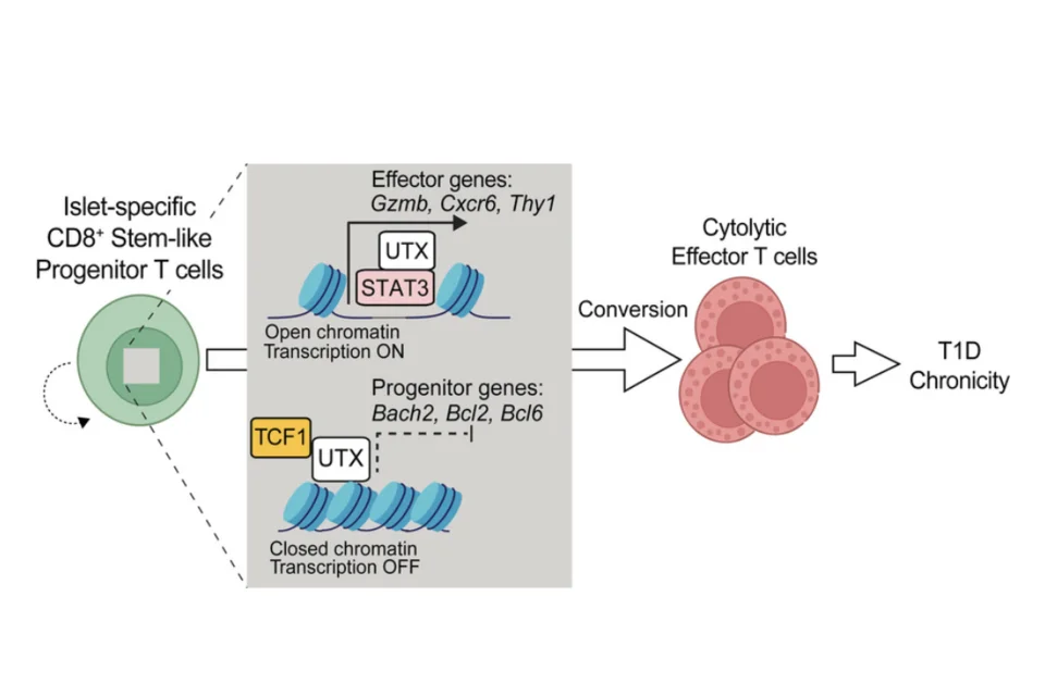 Schematic representation depicting a model of type 1 diabetes mellitus whereby stem-like progenitor CD8+ T cells differentiate into beta cell-specific cytolytic effectors. Histone demethylase UTX promotes this T cell differentiation program by coordinating transcription factors TCF1 and STAT3.