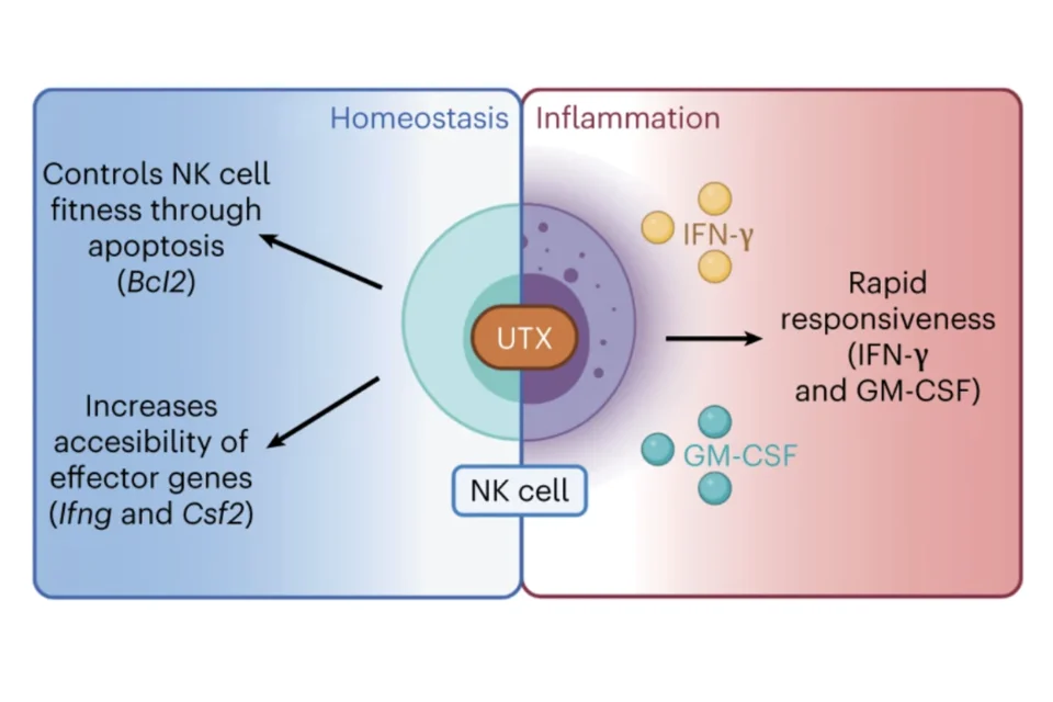 Schematic representation of the role that epigenetic regulator UTX, an escapee of X chromosome inactivation, potentiates natural killer (NK) cell responses through chromatin remodeling at key effector loci.