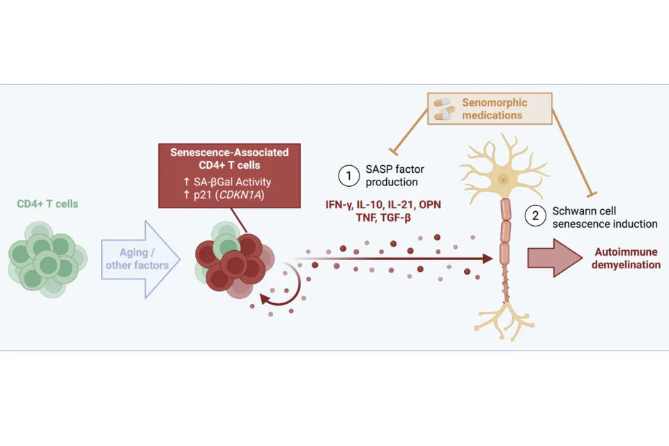 Schematic representation of a model of age-associated inflammatory neuropathy whereby a pathologic senescent CD4+ T cell population exhibits increased capacity for PNS autoimmunity. Senomorphic therapy ruxolitinib ameliorates disease by suppression of senescent features.