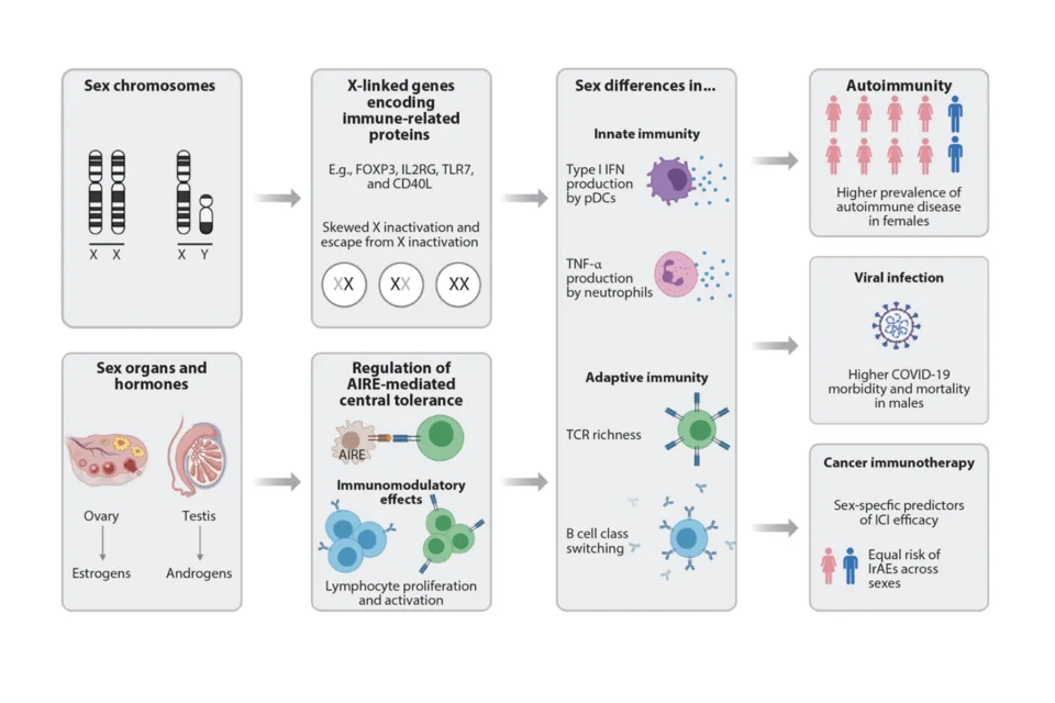 Schematic representation of how sex differences, contributed by sex chromosomes and gonadal hormones, alter immune responses in autoimmunity, viral infection, and cancer. Growing evidence points to diverse immunomodulatory roles in both innate and adaptive arms, contributing to sex biases seen at the population level.